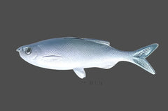 Weedless Grass Minnow