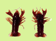 Huddle-Bug