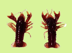 Huddle-Bug
