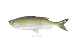 Weedless Grass Minnow