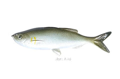 Weedless Grass Minnow