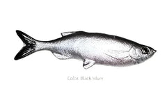 Weedless Grass Minnow