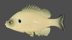 Bluegill Top Hook