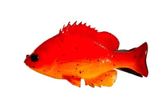 Bluegill Top Hook