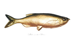 Weedless Grass Minnow