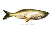 Weedless Grass Minnow