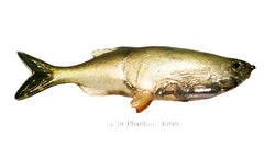 Weedless Grass Minnow