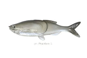 Weedless Grass Minnow