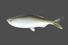 Weedless Grass Minnow