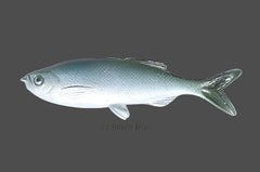 Weedless Grass Minnow