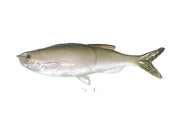 Weedless Grass Minnow