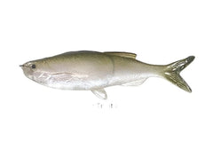 Weedless Grass Minnow